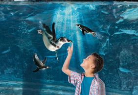 Аквариум Каттолики: Билет с быстрым входом