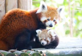 FyZoo: Входной билет