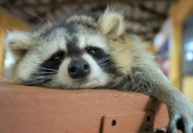 Парк дикой природы Лангкави: Входной билет