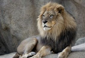 Зоопарк Атланты: Входной билет