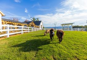 Билет на ранчо Skyland + живописный подъемник