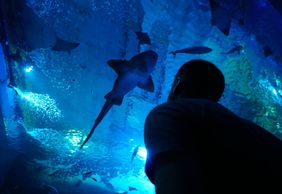 Океанариум Севильи: Входной билет