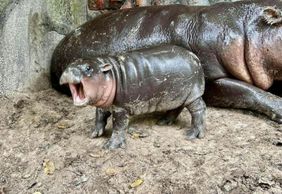 Открытый зоопарк Кхао Кхео: Входной билет