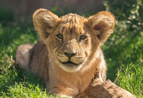 Зоопарк Феникс: Входной билет