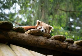 Амневильский зоопарк: Билет с быстрым входом