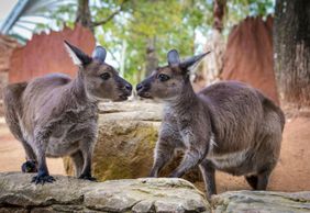 ДИКАЯ ЖИЗНЬ Сиднейский зоопарк: Входной билет