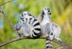 Лесной зоопарк: Билет с входом без очереди