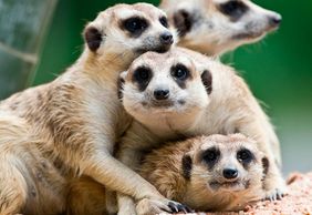 Terra Natura Murcia: Входной билет