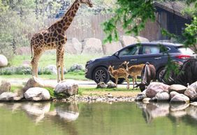 Парк Natura Viva: билет с открытой датой