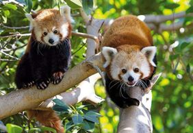 Парк Loro Parque: Входной билет + Перевозка транспортом