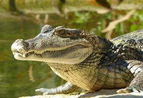 ZOA Parc: Входной билет