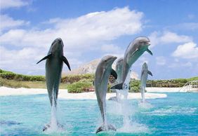 Парк Sea Life на Гавайях: Входной билет