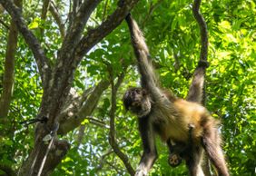 Зоопарк Croco Cun: Билет с быстрым входом