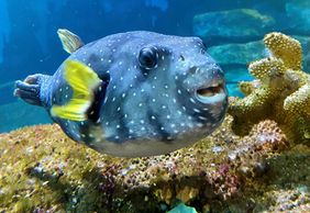 Амневильский аквариум: Билет с быстрым входом