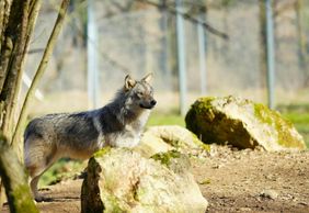 Thot Парк: входной билет