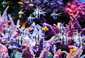 МОРСКАЯ ЖИЗНЬ Океанский мир Бангкока: Входной билет