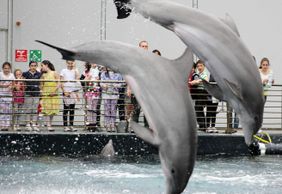 Генуэзский аквариум: входной билет + обед или завтрак