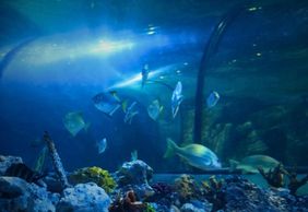 Exploris Aquarium: Входной билет