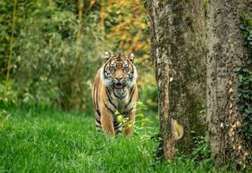 Нашвиллский зоопарк в Грассмере: Билет с быстрым входом