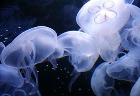 Аквариум залива: Входной билет