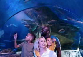 МОРСКАЯ ЖИЗНЬ Аризона: Входной билет