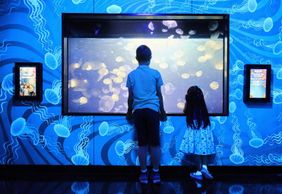 ЖИЗНЬ МОРЯ Мельбурнский аквариум: Входной билет