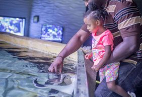 Аквариум Сан-Антонио: Входной билет