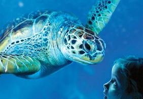 МОРСКАЯ ЖИЗНЬ Бенальмадена: Входной билет