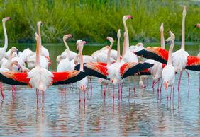 GaiaZOO: Входной билет