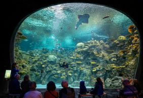 Сиэтлский аквариум: Входной билет