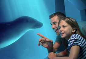 ЖИЗНЬ МОРЯ Солнечный берег: Входной билет