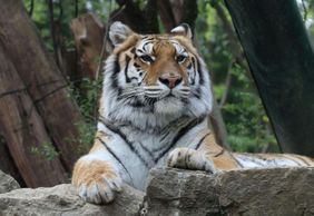 Зоологический сад Пистоя: Билет с быстрым входом