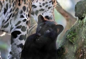 Зоопарк Артис: Входной билет