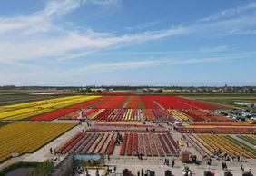 The Tulip Barn: Входной билет