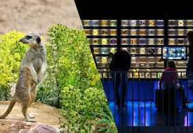 Зоопарк ARTIS Amsterdam Royal Zoo & Micropia: входной билет без очереди