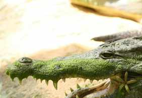 La Ferme aux Crocodiles: Входной билет