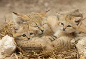 Lumigny Safari Reserve &Terre de Singes: входной билет