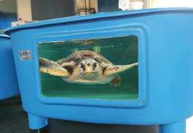 Turtle Point: Входной билет