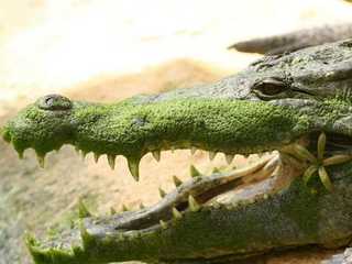 La Ferme aux Crocodiles: Входной билет