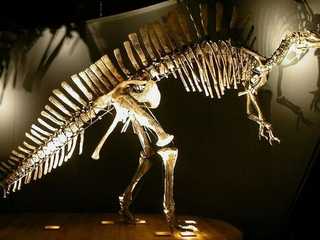 Музей естественной истории (Museo di Storia Naturale): входной билет