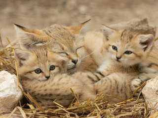 Lumigny Safari Reserve &Terre de Singes: входной билет
