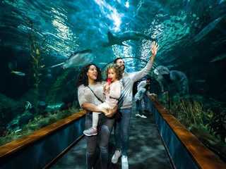 Парк Loro Parque: Входной билет