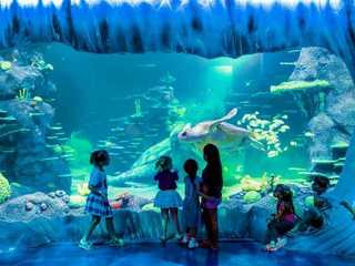 Аквариум SEA LIFE в Сиднее: входной билет