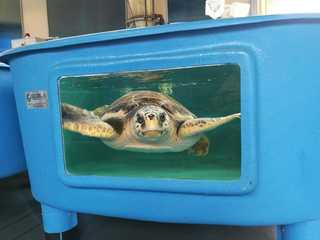 Turtle Point: Входной билет