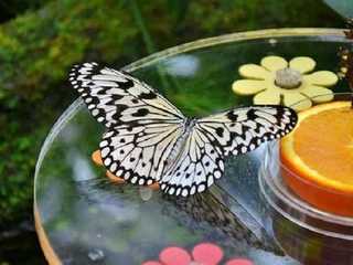 Dubai Butterfly Garden: входной билет