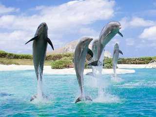 Парк Sea Life на Гавайях: Входной билет