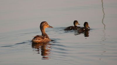 Место силы. Плещеево озеро - photo 2