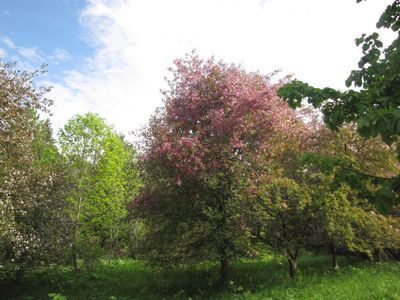 Дендрологический сад им. С.Ф. Харитонова: познавательная прогулка для любителей природы - photo 3