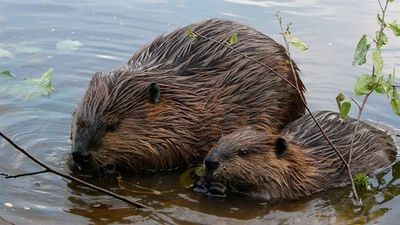 Место силы. Плещеево озеро - photo 4