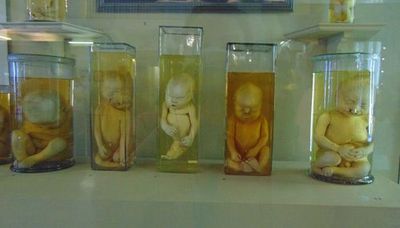 Петровская Кунсткамера — билет и аудиоэкскурсия в приложении - photo 3